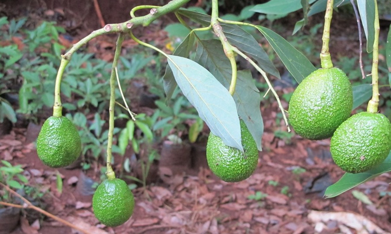 This photo taken on Feb. 4, 2021, shows avocados hanging on a branch of a tree in Muranga County, Kenya. (Photo: Xinhua)