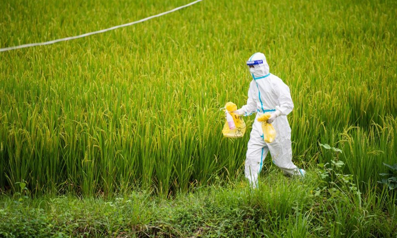 Luo Jinwu walks to offer door-to-door nucleic acid sampling services in Yangping Village of Yongding District in Zhangjiajie City, central China's Hunan Province, Aug. 12, 2021.Photo:Xinhua