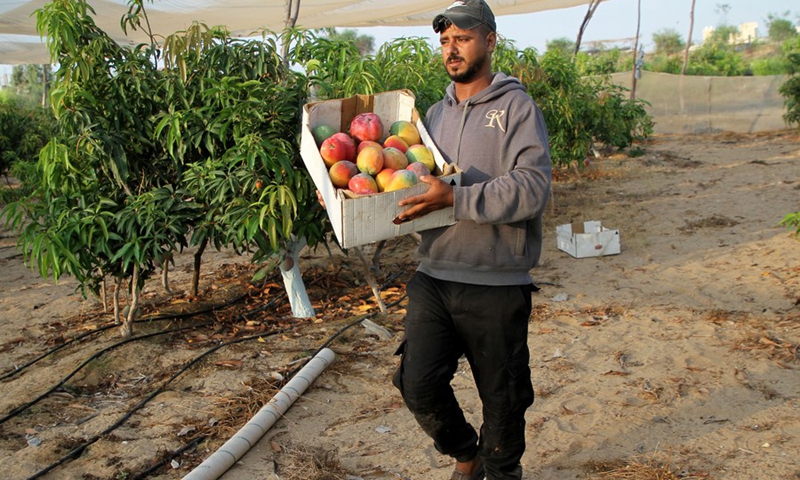 A Palestinian farmer picks mangoes at a field during the harvest season in the center of Gaza Strip, on Aug. 14, 2021.(Photo: Xinhua)