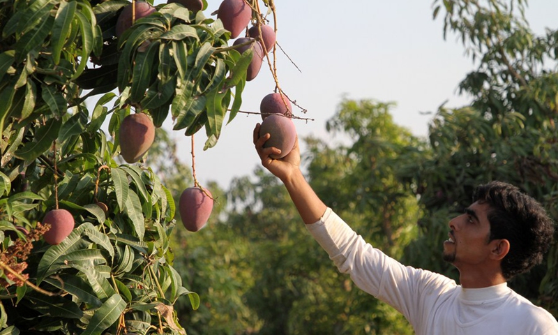 A Palestinian farmer picks mangoes at a field during the harvest season in the center of Gaza Strip, on Aug. 14, 2021.(Photo: Xinhua)