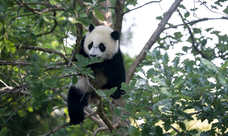 Photo taken on May 20, 2021 shows the giant panda cub Xiao Qi Ji during a media preview at Smithsonian's National Zoo in Washington, D.C., the United States.(Photo: Xinhua)