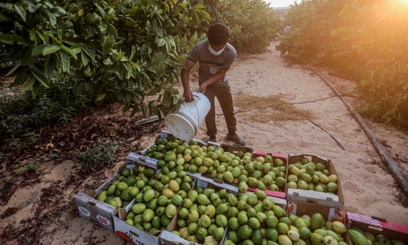 A Palestinian worker harvests guava fruits at a farm in the southern Gaza Strip city of Khan Younis, Aug. 24, 2021.(Photo: Xinhua)