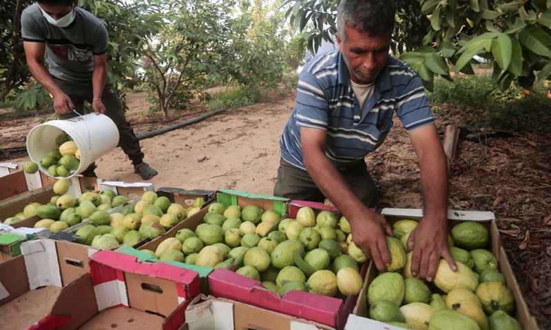 Palestinian workers harvest guava fruits at a farm in the southern Gaza Strip city of Khan Younis, Aug. 24, 2021.(Photo: Xinhua)