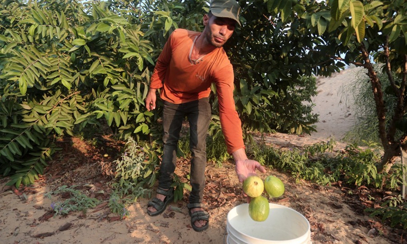 A Palestinian farmer harvests guava fruits at a farm in the southern Gaza Strip city of Khan Younis, Aug. 24, 2021.(Photo: Xinhua)