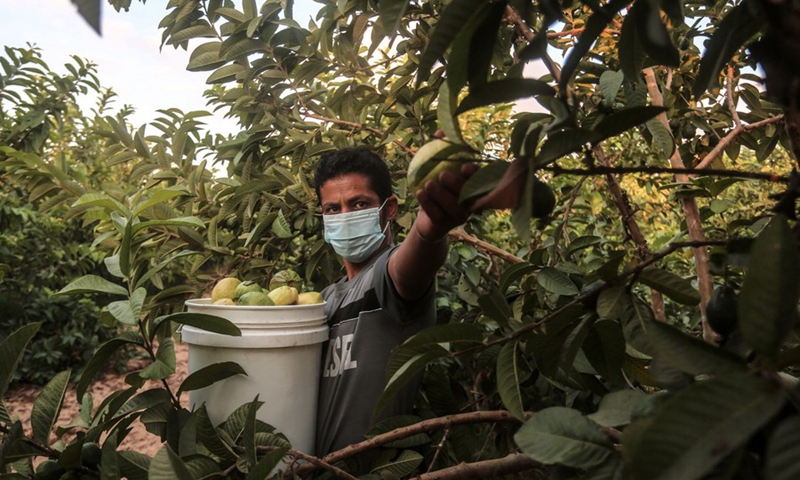 A Palestinian farmer picks guava fruits at a farm in the southern Gaza Strip city of Khan Younis, Aug. 24, 2021.(Photo: Xinhua)