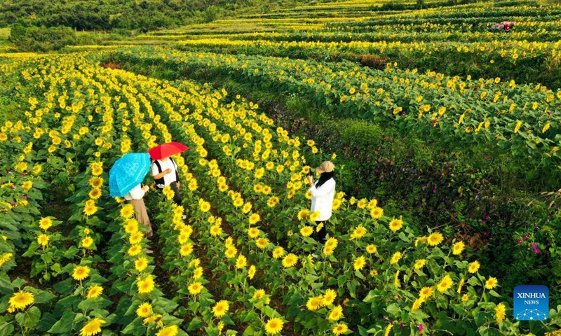 Aerial photo taken on Aug. 29, 2021 shows tourists amid sunflowers in Niangniangzhuang Township of Zunhua City, north China's Hebei Province. (Photo: Xinhua)