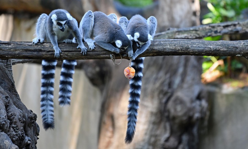 Ring-tailed lemurs are about to eat frozen food to cool off at the Bioparco zoo in Rome, Italy, Aug. 26, 2021.(Photo: Xinhua)