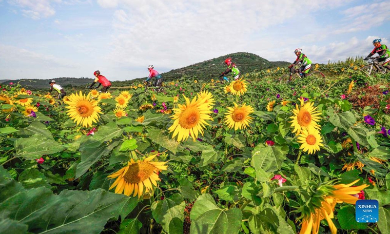 Cyclists ride past sunflowers in Niangniangzhuang Township of Zunhua City, north China's Hebei Province, Aug. 29, 2021. (Photo: Xinhua)