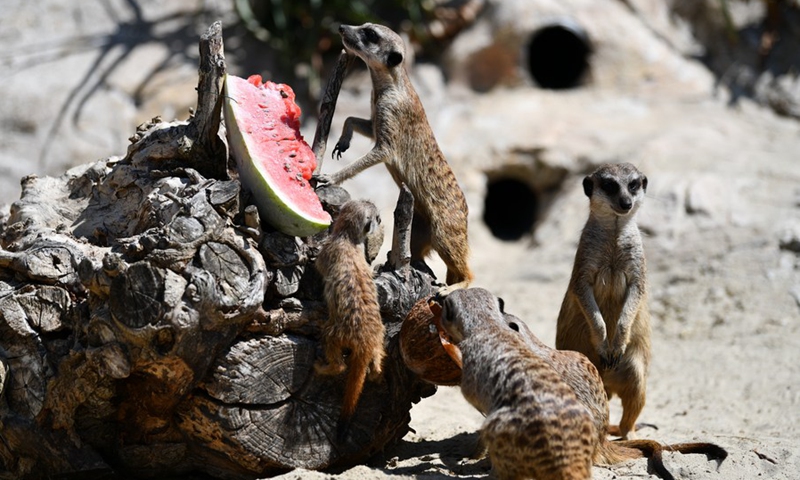 Mongooses eat frozen food to cool off at the Bioparco zoo in Rome, Italy, Aug. 26, 2021(Photo: Xinhua)