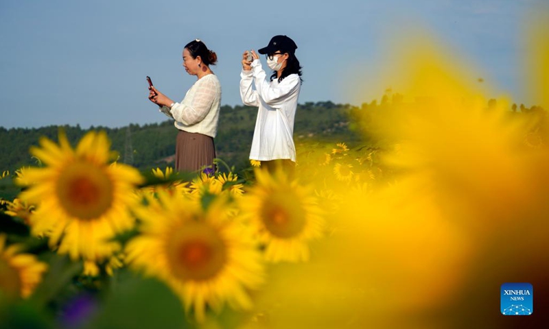 Tourists take photos amid sunflowers in Niangniangzhuang Township of Zunhua City, north China's Hebei Province, Aug. 29, 2021.(Photo: Xinhua)