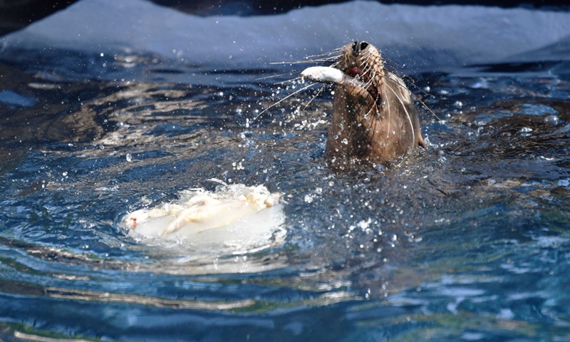 A sea lion eats frozen food to cool off at the Bioparco zoo in Rome, Italy, Aug. 26, 2021.(Photo: Xinhua)