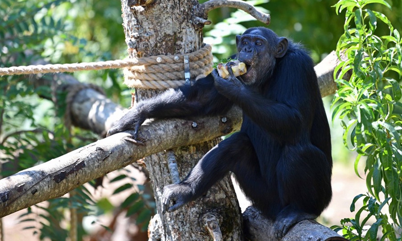 A chimpanzee eats frozen food to cool off at the Bioparco zoo in Rome, Italy, Aug. 26, 2021.(Photo: Xinhua)