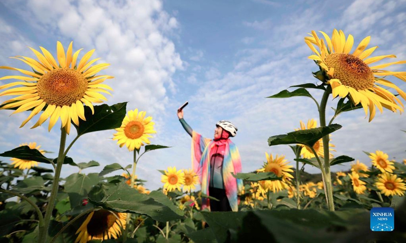 A tourist takes a selfie amid sunflowers in Niangniangzhuang Township of Zunhua City, north China's Hebei Province, Aug. 29, 2021.(Photo: Xinhua)