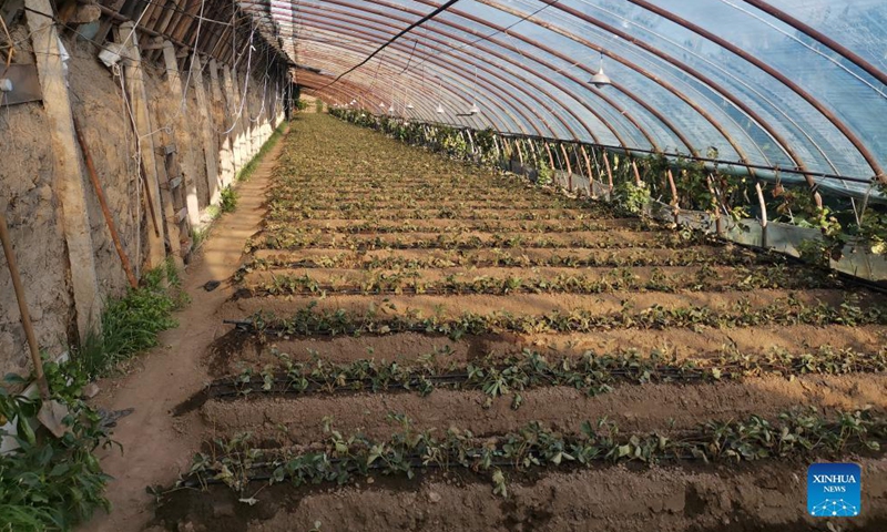 Photo taken with a mobile phone on Aug. 25, 2021 shows a view inside a milky strawberry greenhouse in Daguikou Village of Chengde City, north China's Hebei Province.Photo:Xinhua