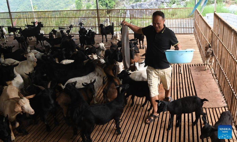 A villager grazes sheep in Chihua Village of Du'an Yao Autonomous County, south China's Guangxi Zhuang Autonomous Region, Sept. 3, 2021. The county government supported the sheep industry as an economic pillar, with more than 480,000 breeding sheep.Photo:Xinhua