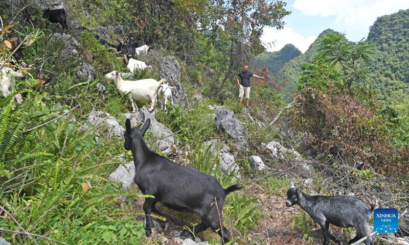A villager grazes sheep in Chihua Village of Du'an Yao Autonomous County, south China's Guangxi Zhuang Autonomous Region, Sept. 3, 2021. The county government supported the sheep industry as an economic pillar, with more than 480,000 breeding sheep.Photo:Xinhua