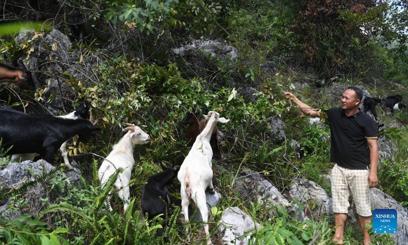 A villager grazes sheep in Chihua Village of Du'an Yao Autonomous County, south China's Guangxi Zhuang Autonomous Region, Sept. 3, 2021. The county government supported the sheep industry as an economic pillar, with more than 480,000 breeding sheep.Photo:Xinhua