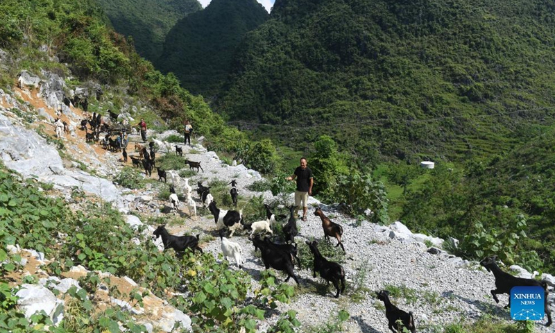 A villager grazes sheep in Chihua Village of Du'an Yao Autonomous County, south China's Guangxi Zhuang Autonomous Region, Sept. 3, 2021. The county government supported the sheep industry as an economic pillar, with more than 480,000 breeding sheep.Photo:Xinhua