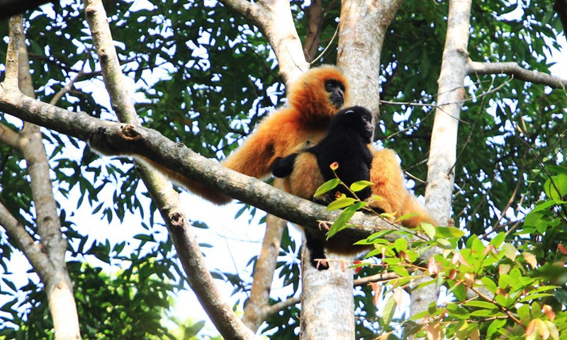 Photo taken on Oct. 28, 2017 shows a female Hainan gibbon and her baby sitting on a tree at the Bawangling National Nature Reserve in Changjiang, south China's Hainan Province.(Photo: Xinhua)