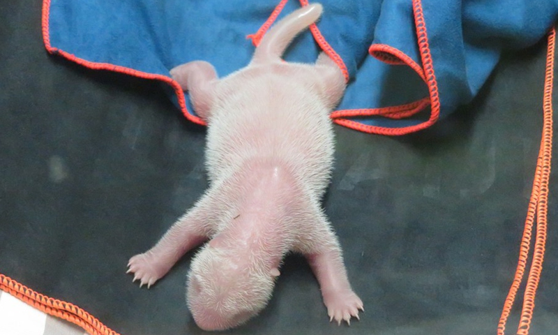 Photo taken on Sept. 6, 2021 shows a newborn panda cub in Zoo Aquarium in Madrid, Spain.(Photo: Xinhua)