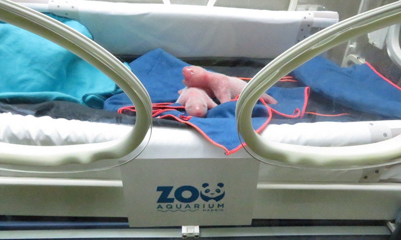 Photo taken on Sept. 6, 2021 shows the newborn panda cubs in Zoo Aquarium in Madrid, Spain.(Photo: Xinhua)