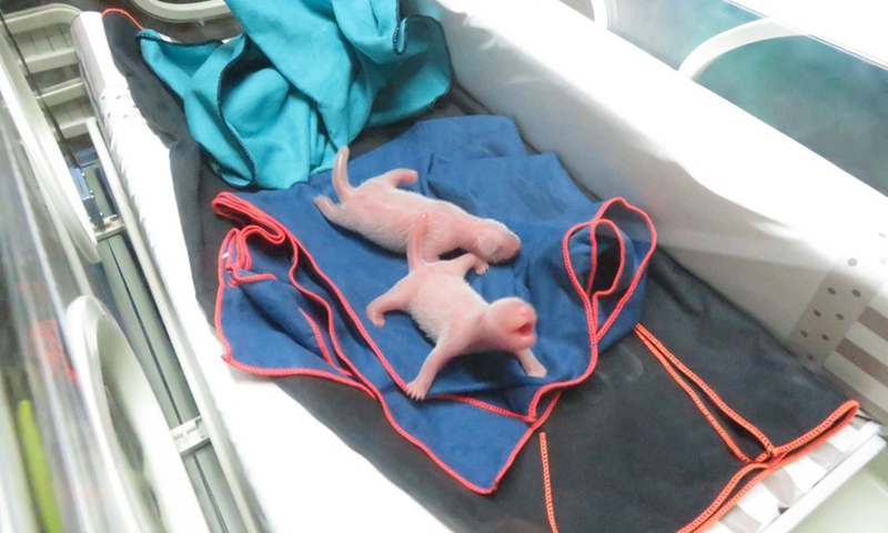 Photo taken on Sept. 6, 2021 shows the newborn panda cubs in Zoo Aquarium in Madrid, Spain.(Photo: Xinhua)