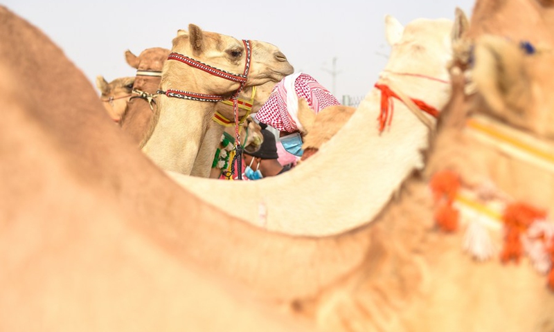 Camels are seen at the Crown Prince Camel Festival held in Taif, Saudi Arabia, Sept. 10, 2021.(Photo: Xinhua)