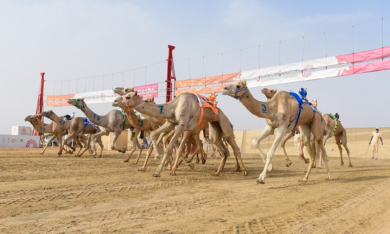 Camels are seen racing at the Crown Prince Camel Festival held in Taif, Saudi Arabia, Sept. 10, 2021.(Photo: Xinhua)