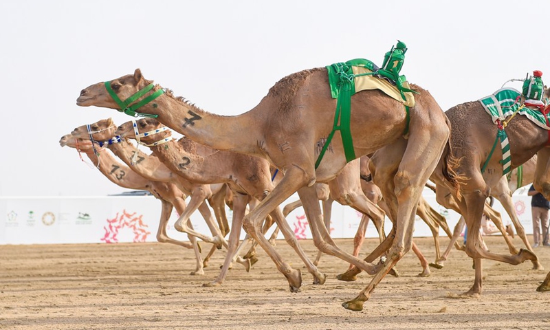 Camels are seen racing at the Crown Prince Camel Festival held in Taif, Saudi Arabia, Sept. 10, 2021.(Photo: Xinhua)