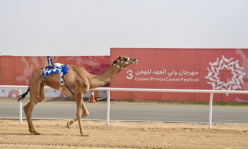 A camel is seen at the Crown Prince Camel Festival held in Taif, Saudi Arabia, Sept. 10, 2021.(Photo: Xinhua)