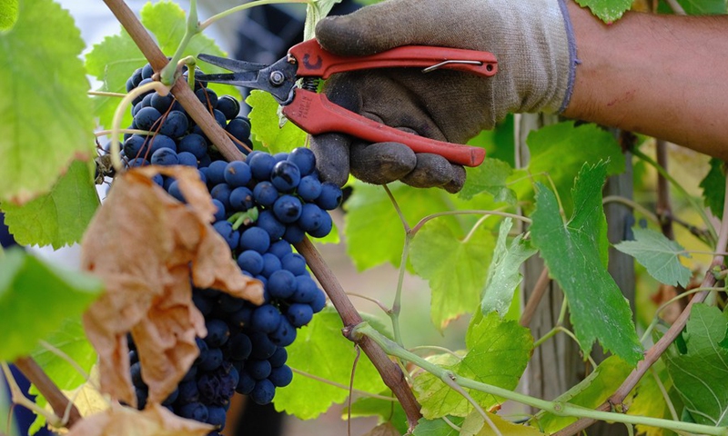 A farmer picks grapes at a vineyard in Mandelieu-la-Napoule, the Alpes Maritimes, France, Sept. 9 , 2021.(Photo: Xinhua)