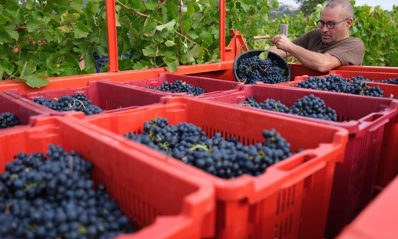 A farmer transfers grapes at a vineyard in Mandelieu-la-Napoule, the Alpes Maritimes, France, Sept. 9 , 2021.(Photo: Xinhua)