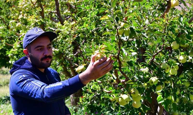 A farmer picks apples in the countryside of Damascus on Sept. 12, 2021.(Photo: Xinhua)