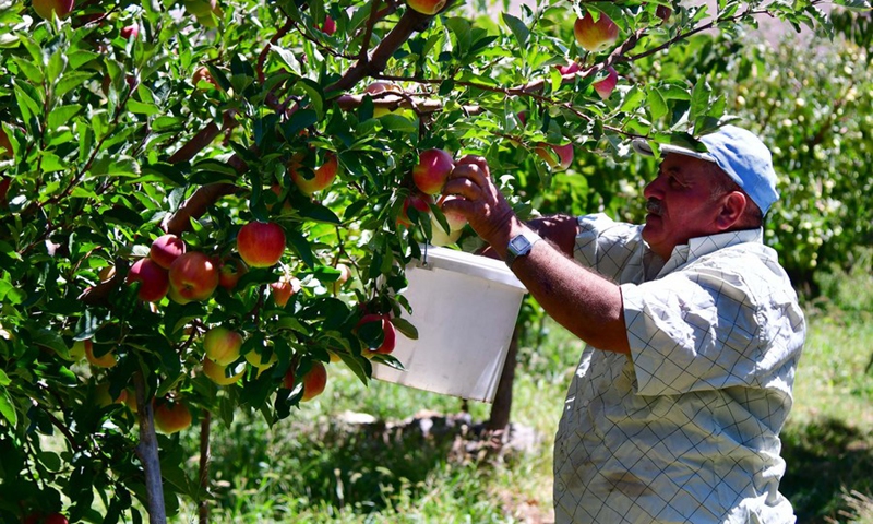 A farmer picks apples in the countryside of Damascus on Sept. 12, 2021.(Photo: Xinhua)