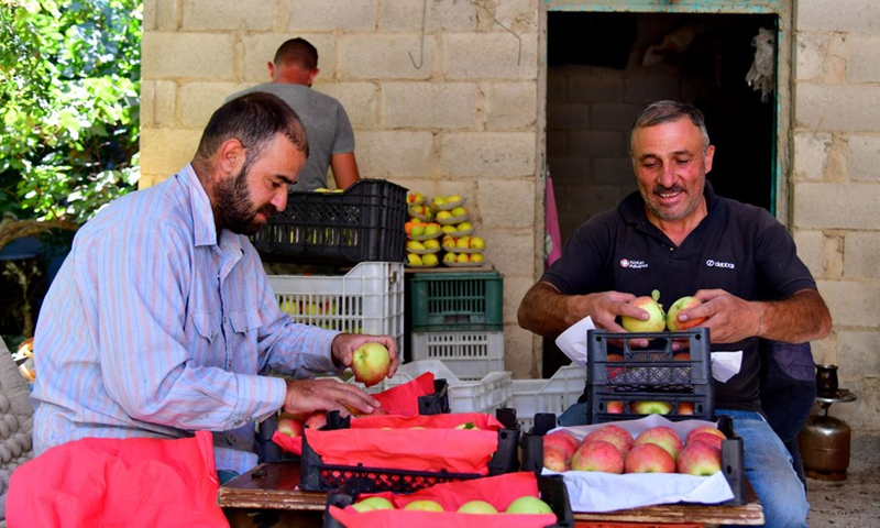 Farmers package apples in the countryside of Damascus on Sept. 12, 2021.(Photo: Xinhua)