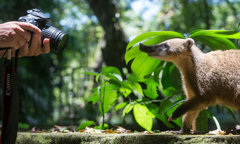 A tourist take video footage of a coati in the rainforest in Tijuca National Park in Rio de Janeiro, Brazil, Jan. 11, 2014. (Photo: Xinhua)