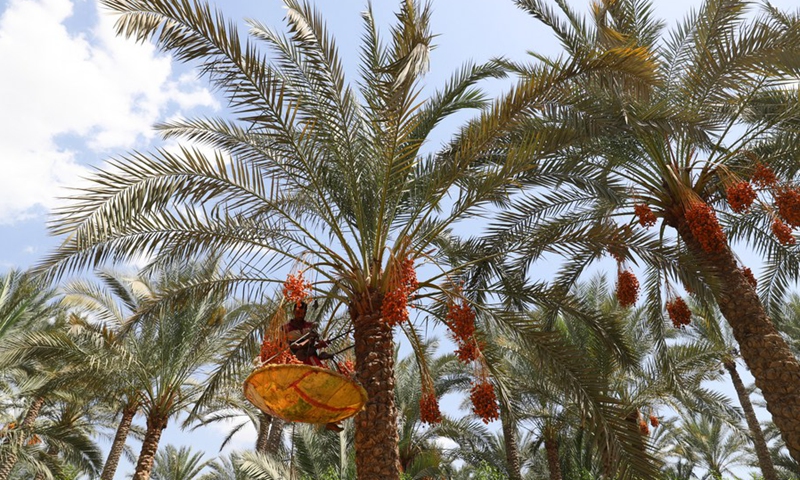 سعر كيلو البلح في مزارع القرين بمحافظة الشرقية