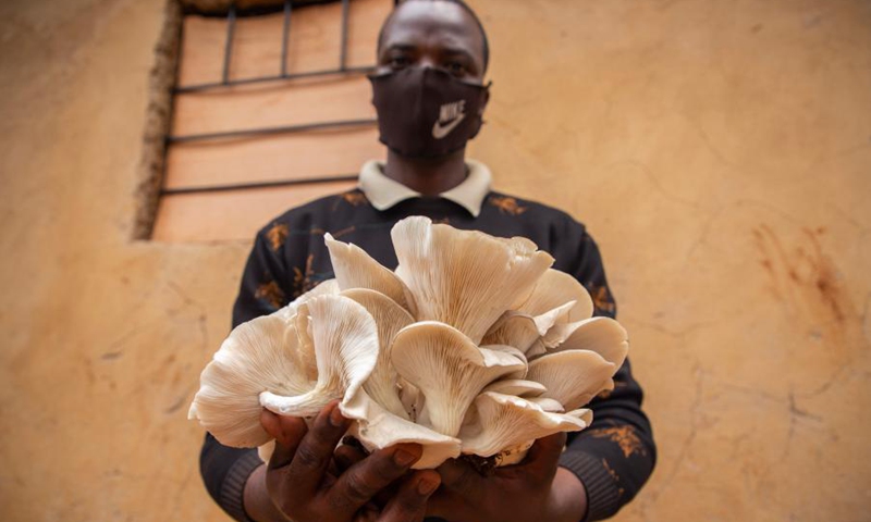 Emmanuel Ahimana, owner of a Rwandan company that applies Chinese-invented Juncao technology to grow mushrooms, poses for a photo with mushrooms at his workshop in Kigali, the capital of Rwanda, Sept. 9, 2020.(Photo: Xinhua)