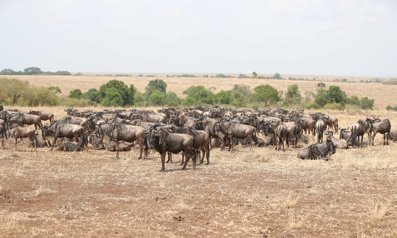 Photo taken on Aug. 30, 2021 shows wildebeests at Maasai Mara National Reserve in southwestern Kenya. (Photo: Xinhua)