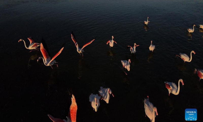 Aerial photo taken on Sep 17, 2021 shows flamingos flying over Mogan Lake in Ankara, Turkey.Photo:Xinhua