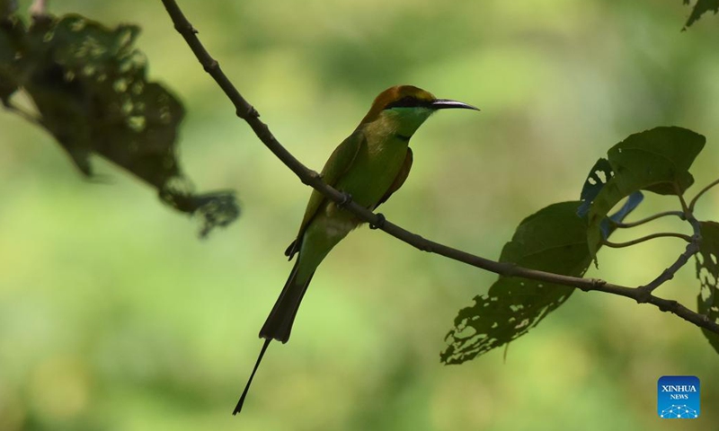 A bee-eater perches on a twig in Morigaon district, India's northeastern state of Assam, on Sep 19, 2021.Photo:Xinhua