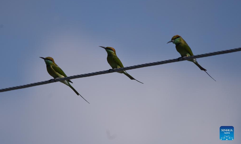 Bee-eaters perch on an electric wire in Morigaon district, India's northeastern state of Assam, on Sep 19, 2021.Photo:Xinhua