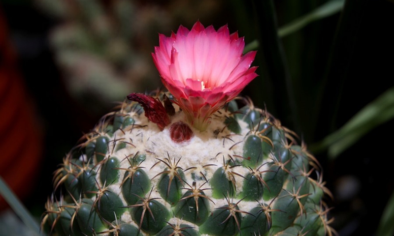 The photo shows a cactus with flower displayed in the first cactus and succulents exhibition in Khartoum, Sudan on Sept. 20, 2021.(Photo: Xinhua)