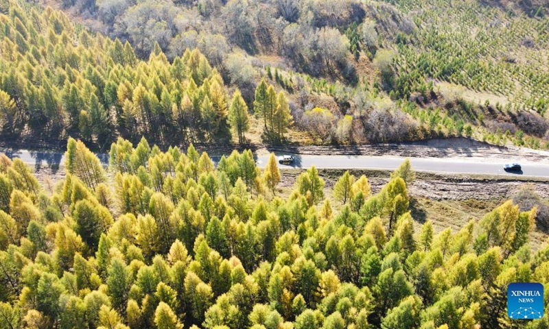 Aerial photo taken on Sep 23, 2021 shows the autumn scenery of Saihanba forest farm in north China's Hebei Province.Photo:Xinhua