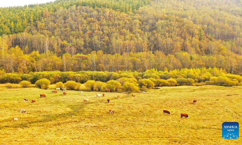 Aerial photo taken on Sep 23, 2021 shows the autumn scenery of Saihanba forest farm in north China's Hebei Province.Photo:Xinhua