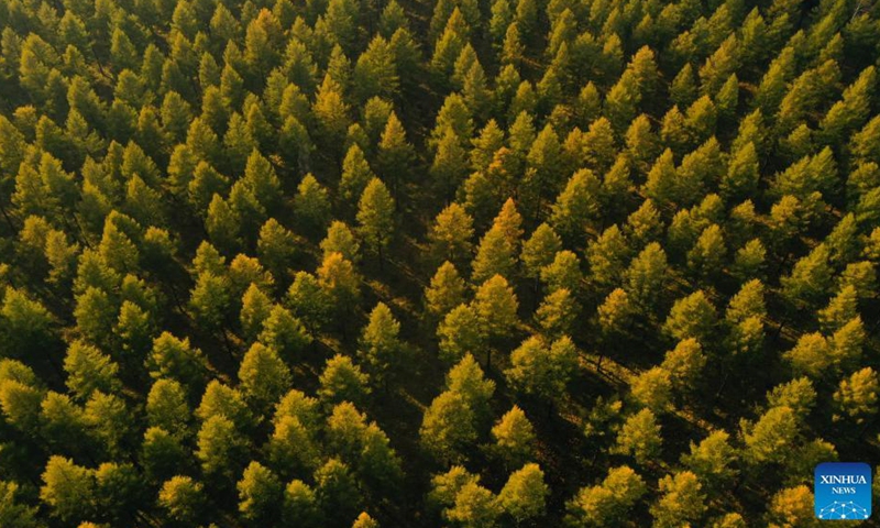 Aerial photo taken on Sep 23, 2021 shows the autumn scenery of Saihanba forest farm in north China's Hebei Province.Photo:Xinhua