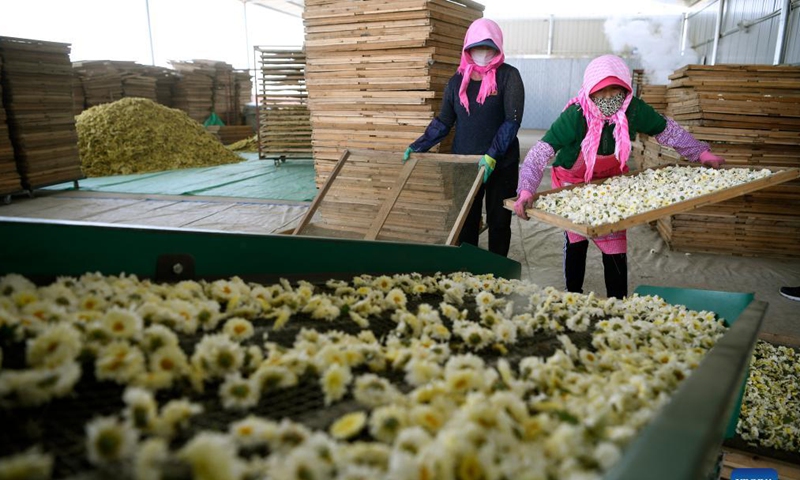 Farmers process chrysanthemums in Lingsha Township of Pingluo County, Shizuishan, northwest China's Ningxia Hui Autonomous Region, Sept. 30, 2021. Farmers are busy in harvesting chrysanthemums recently in Lingsha Township. Local authorities have introduced traditional Chinese medicine manufacturers to promote the development of chrysanthemums industry with integration of planting, processing and sales. (Xinhua/Wang Peng)