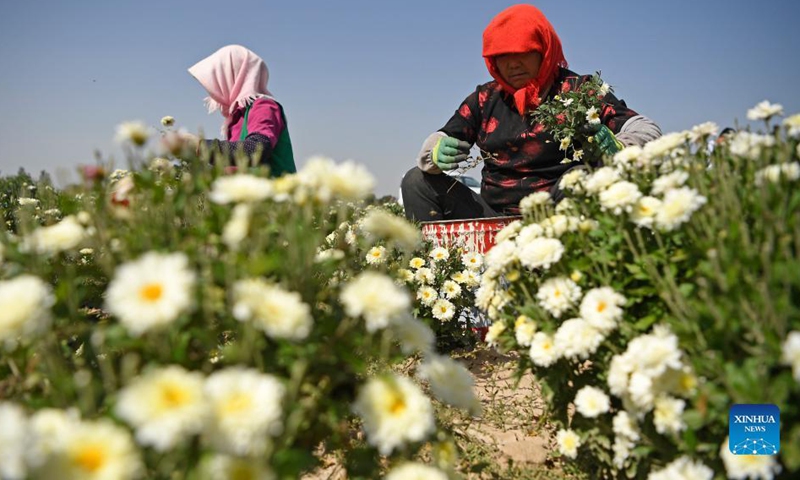 Farmers pick chrysanthemums in Lingsha Township of Pingluo County, Shizuishan, northwest China's Ningxia Hui Autonomous Region, Sept. 30, 2021. Farmers are busy in harvesting chrysanthemums recently in Lingsha Township. Local authorities have introduced traditional Chinese medicine manufacturers to promote the development of chrysanthemums industry with integration of planting, processing and sales. (Xinhua/Wang Peng)
