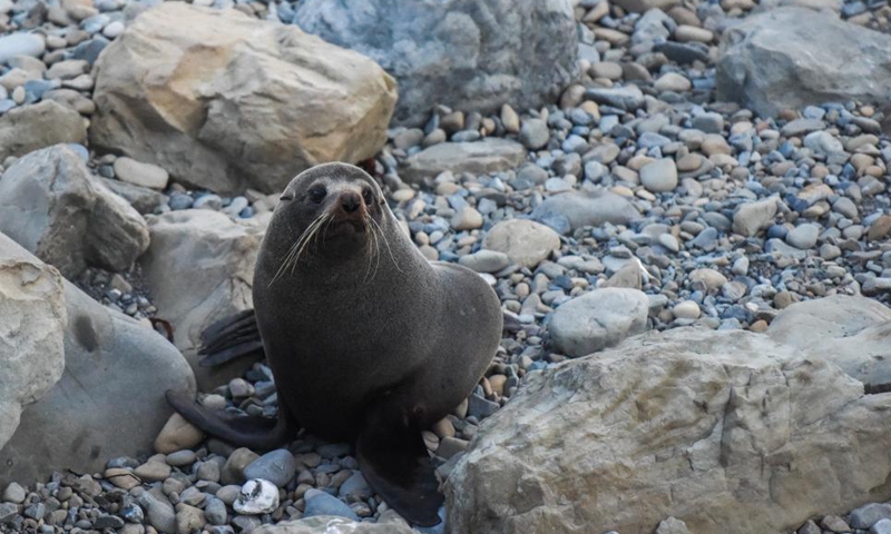 Photo taken on Oct. 2, 2021 shows a New Zealand fur seal in Kaikoura, South Island, New Zealand. (Xinhua/Guo Lei)