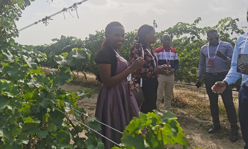 African representatives visit a vineyard and taste grapes on Sunday. Photo: Hu Yuwei/GT